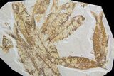 Knightia Fossil Fish Mortality Plate- Wyoming #63975-1